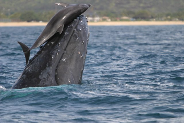 A spinner dolphin balancing on a humpback whale's rostrum above water