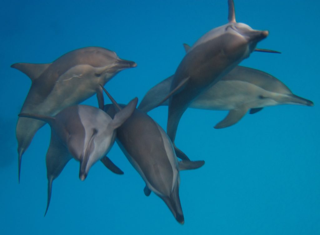 Red Sea Spinner Dolphins