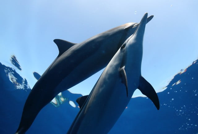Two spinner dolphins ascending
