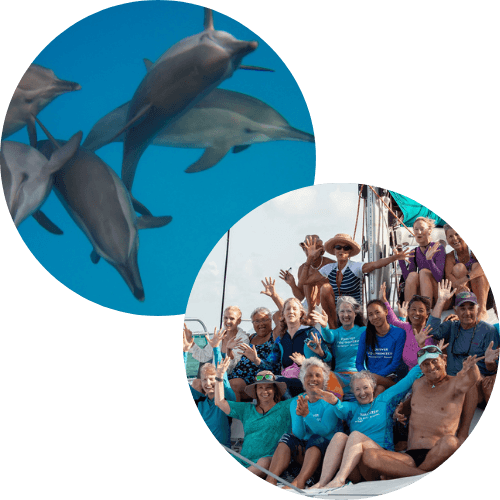 photos of dolphins and happy people on a boat